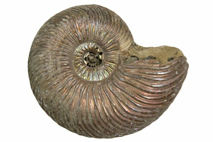 Iridescent, Pyritized Ammonite (Quenstedticeras) Fossil - Russia #337307